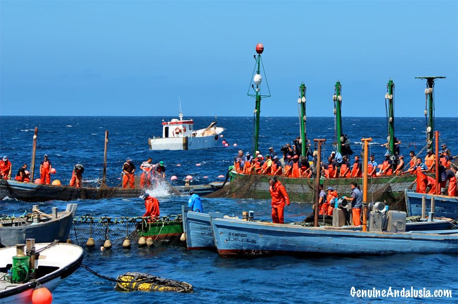 Almadraba Red Tuna Fishing in Barbate, Cadiz. Spain