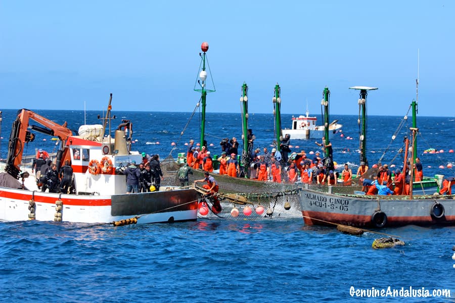 Fishing boats of La Almadraba in Barbate. Red Tuna Fishing in Cadiz, Spain