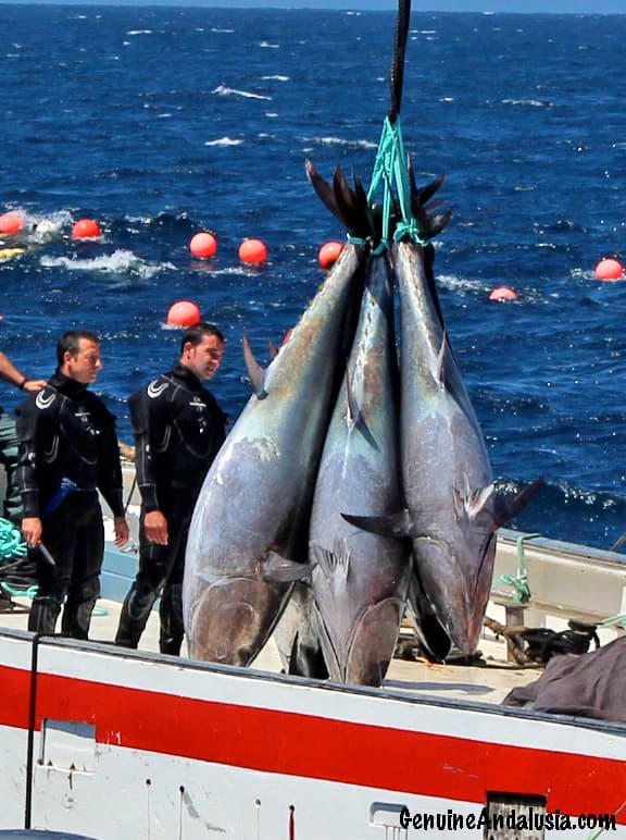 Tuna Route in Conil de la frontera