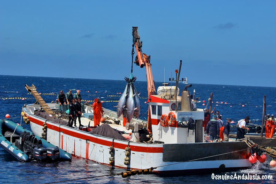 Red Tuna being fished in Barbate Almadraba. Spain