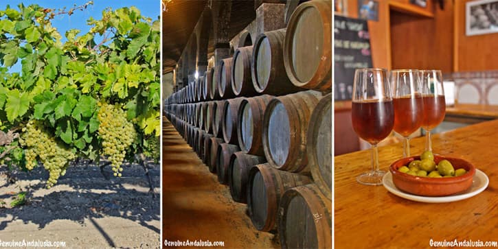 Sherry vines, Sherry casks and Sherry glasses. Imagery of the Sherry Triangle, Southern Spain