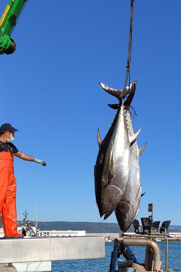 Red Tuna caught in the Almadraba arriving to the fishing port of Barbate