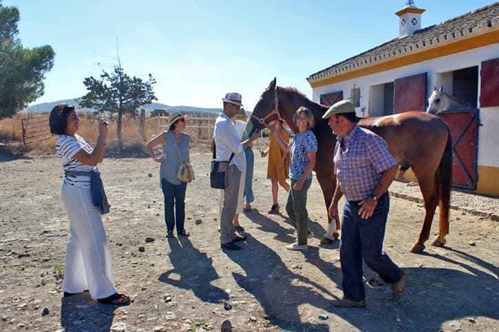 Visiting a farm of Spanish purebred horses during a friends trip to Spain