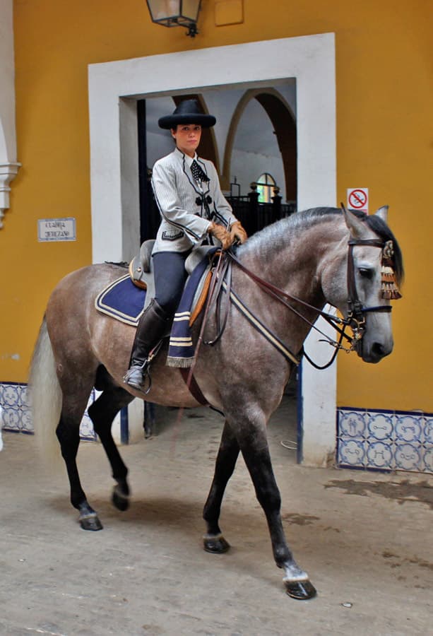 Purebred horses in the Royal School of Equestrian Art in Spain