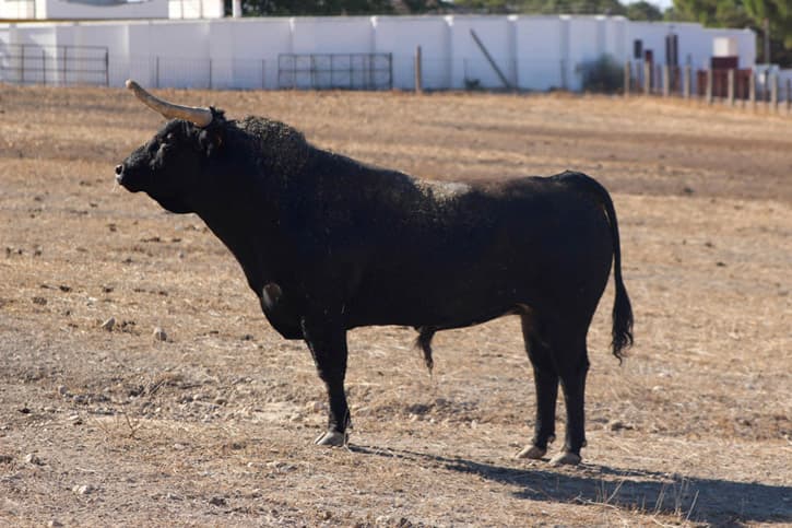 Brave bulls in a farm during a friends trip to Spain