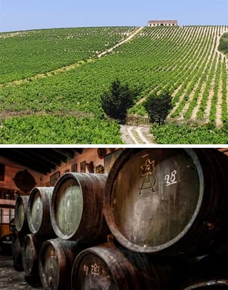 Vineyards and Sherry bodegas in the Sherry Triangle