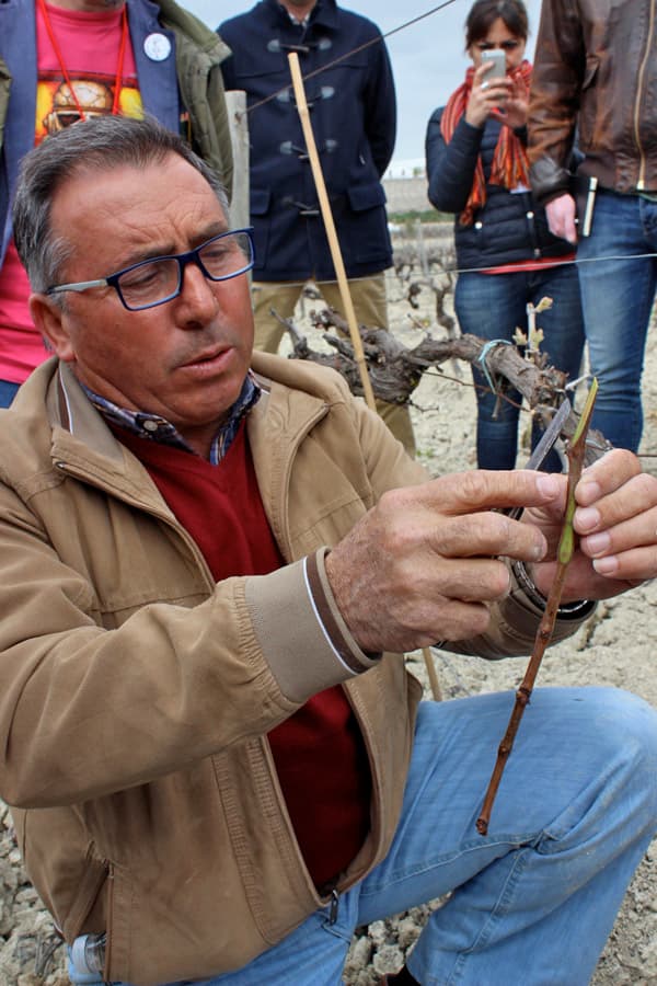 Sherry Educator Course. Grafting Techniques