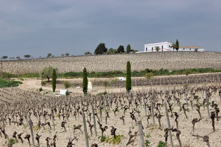 La canariera vineyard. Sherry Educator Course venue