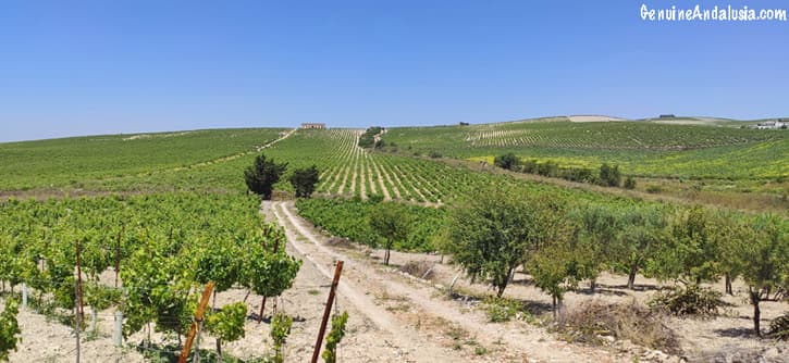 Vineyard in the Sherry Triangle