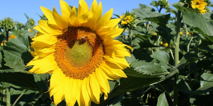 A sunflower in Andalusia, Southern Spain