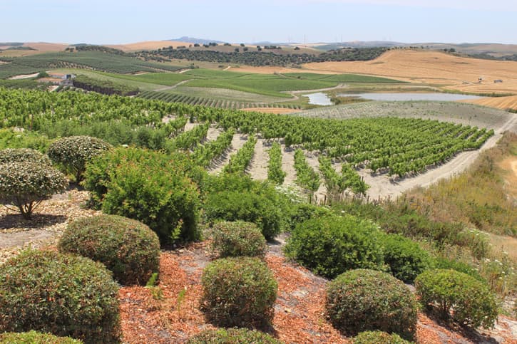 A landscape of rolling hills with vines in Southern Spain