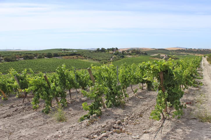 Vines that visitors see during the tours at Bodega Miguel Domecq